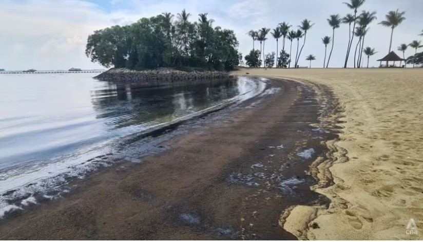 圣淘沙岛的丹戎海滨出现大片油渍。（图：CNA）