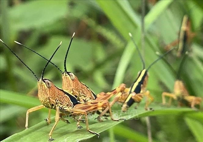 高平省的黄脊竹蝗。（图：越通社）