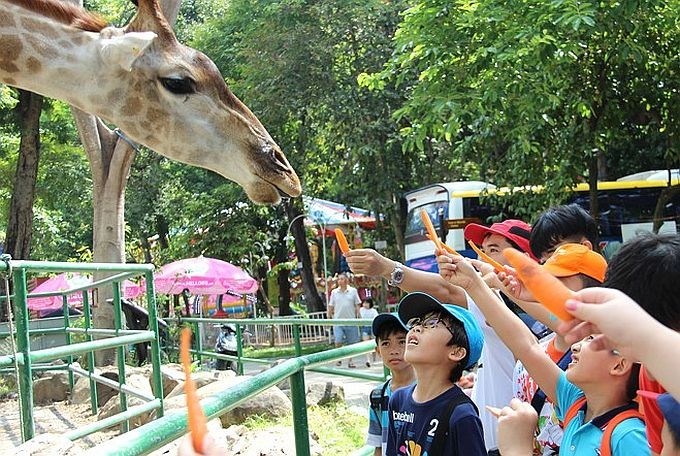 小朋友们游玩草禽园时拿着红萝卜给长颈鹿喂食。（图：互联网）