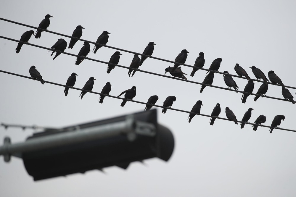 一群乌鸦栖息在电线上。（示意图：互联网）
