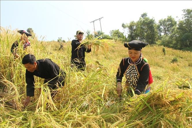 莱州省芒岱县西拉族人收割水稻。（图：越通社）