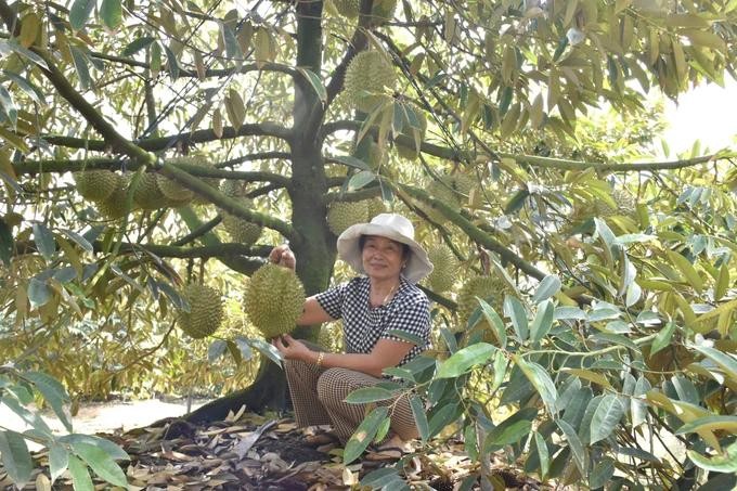 新盛县的榴槤种植区已获种植区号。（图：玉福）