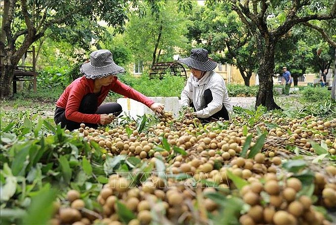 农民正在收获龙眼。（图：越通社）