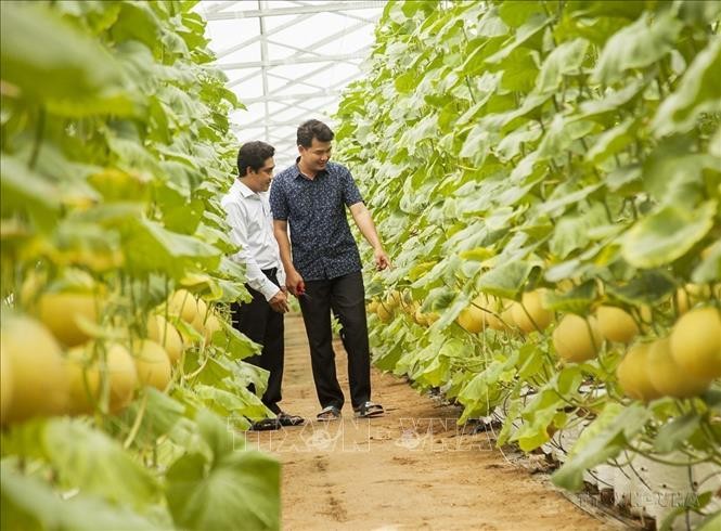 槟椥省榕簪县州平乡高新技术应用哈密瓜温室种植模式一瞥。