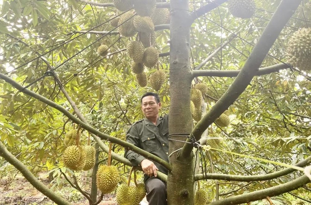 将智能技术应用于农业，并建立榴槤示范园与农业体验旅游相结合模式，德乐榴槤的价值将得到提升。（图：VOV）