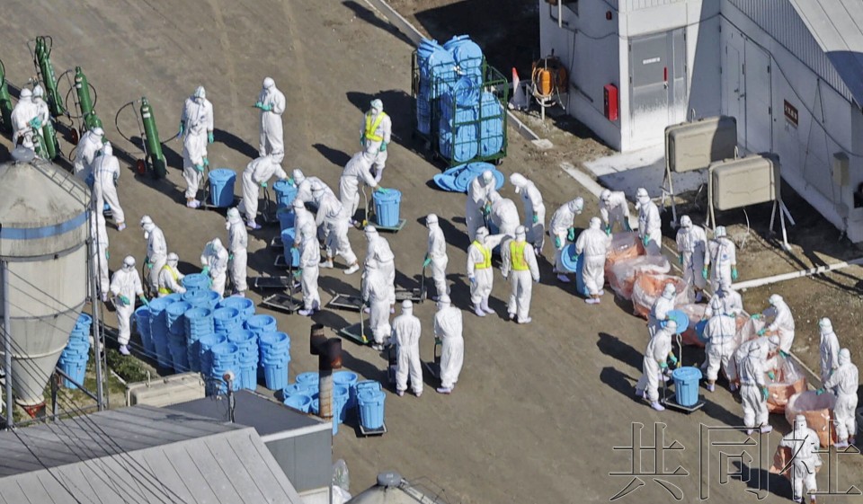 10月17日上午，相关人员在北海道厚真町的养鸡场推进扑杀作业。（图：共同社）