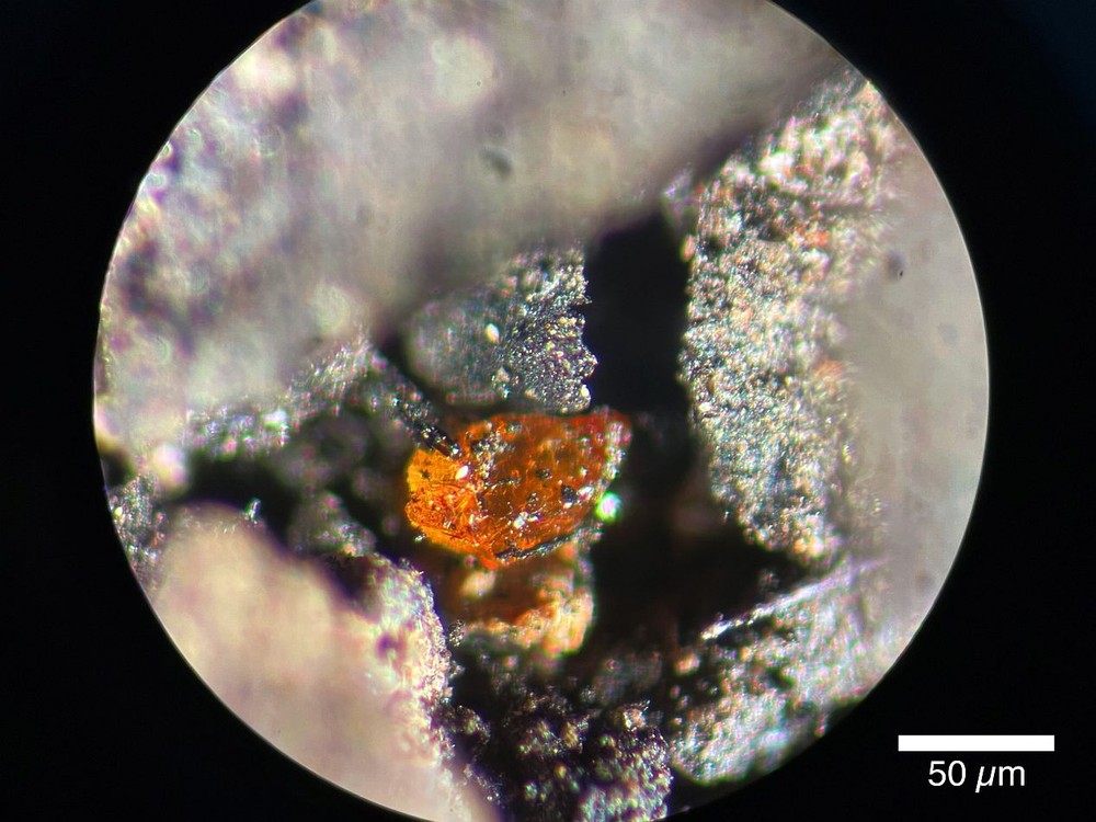 从MeBo岩芯PS104_20-2 9R沉积物中的褐煤中提取的约70微米琥珀的宏观照片。 （图：阿尔弗雷德-魏格纳研究所）