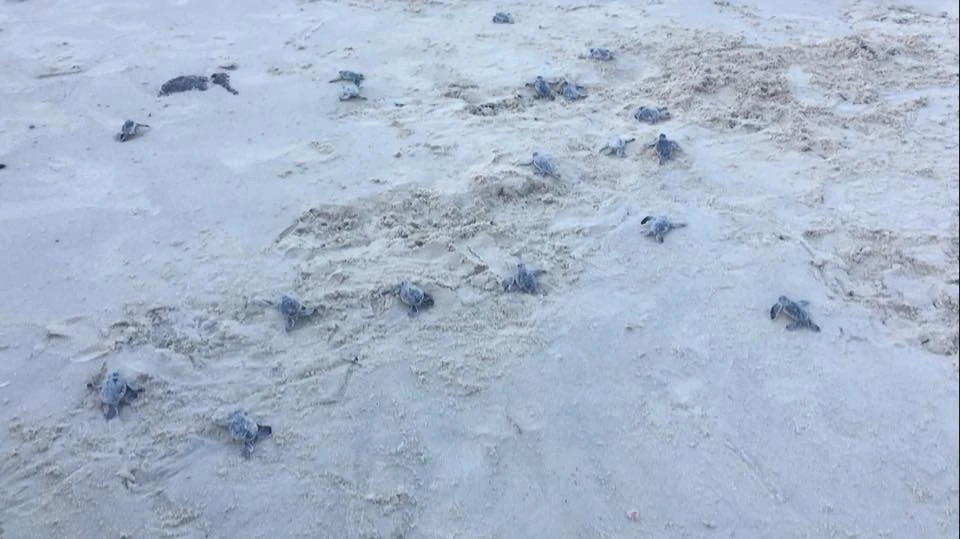 Rùa biển vừa nở được thả vào sáng 9-9 tại Cù Lao Chàm 