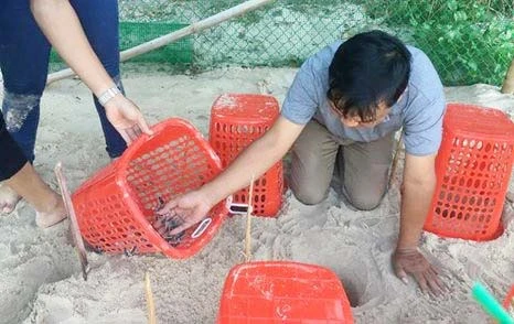 66 cá thể rùa biển được ấp nở tại Cù Lao Chàm 