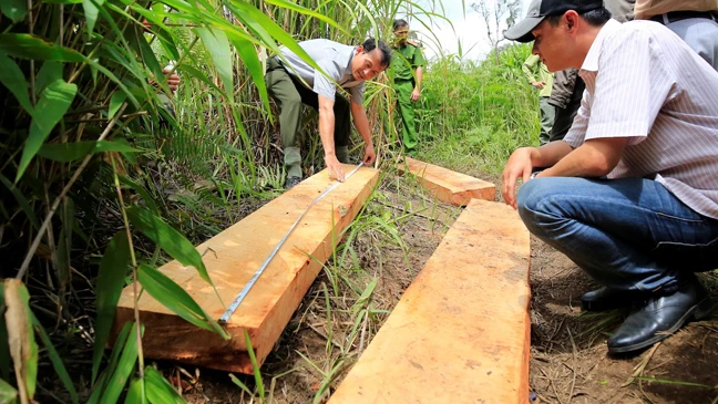 Thu giữ gỗ xẻ tại hiện trường một vụ phá rừng ở Lâm Đồng