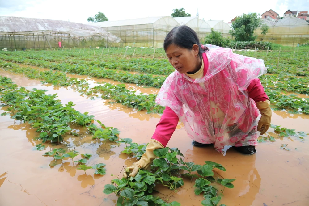 Vườn dâu của người dân khu vực phường 9, TP Đà Lạt bị ngập sâu trong nước. Ảnh: ĐOÀN KIÊN
