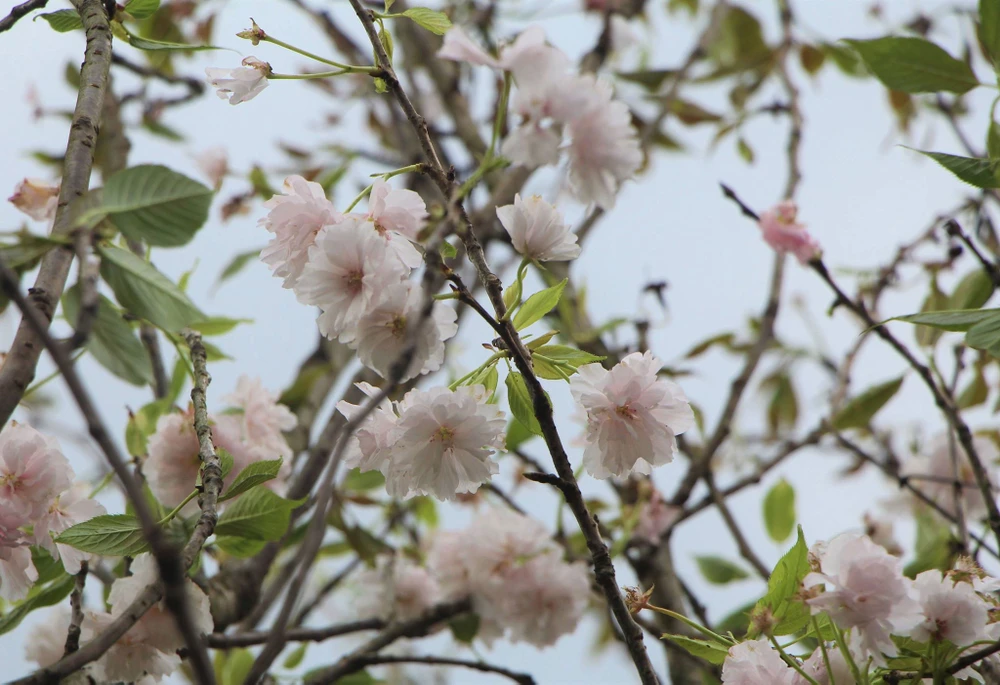 Hoa anh đào Nhật Bản được trồng tại Đà Lạt