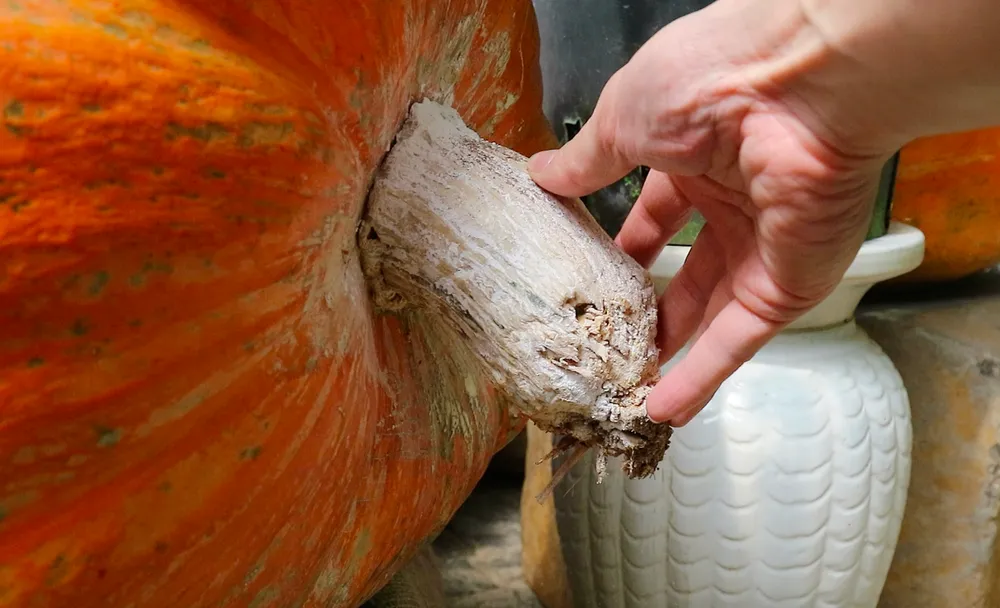 Quả bí ngô “khổng lồ” nặng hơn 120kg ở Đà Lạt ảnh 5 Quả bí ngô “khổng lồ” nặng hơn 120kg ở Đà Lạt ảnh 5