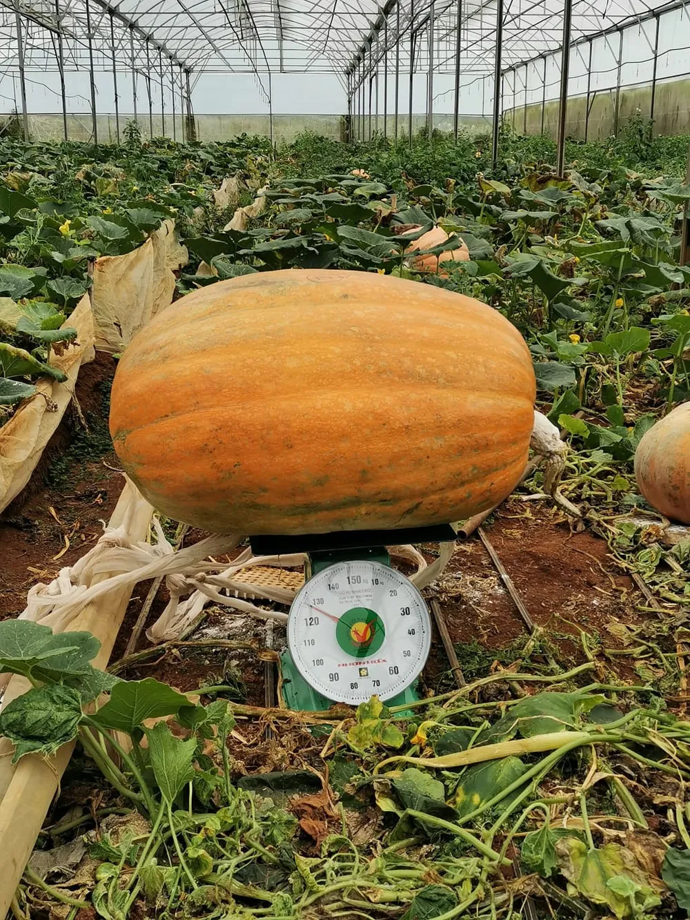 Quả bí ngô “khổng lồ” nặng hơn 120kg ở Đà Lạt ảnh 2 Quả bí ngô “khổng lồ” nặng hơn 120kg ở Đà Lạt ảnh 2