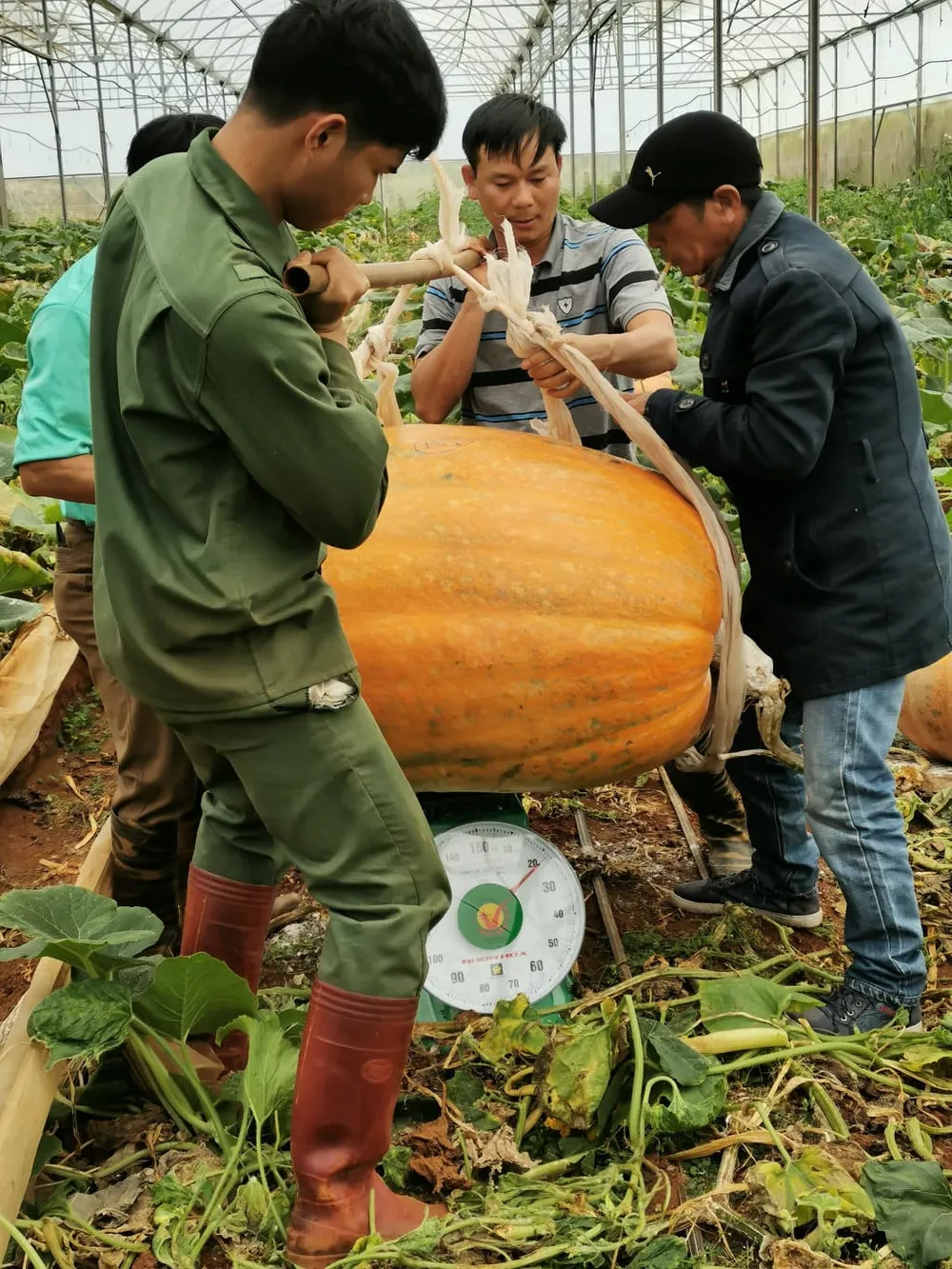 Quả bí ngô “khổng lồ” nặng hơn 120kg ở Đà Lạt ảnh 1 Quả bí ngô “khổng lồ” nặng hơn 120kg ở Đà Lạt ảnh 1