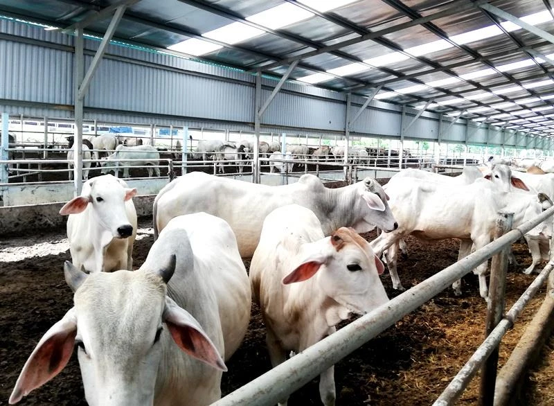 Tỉnh Thái Bình cần thúc đẩy phát triển chăn nuôi đại gia súc