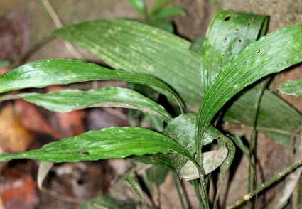 Phát hiện loài thực vật (sâm cau) mới ở Việt Nam 