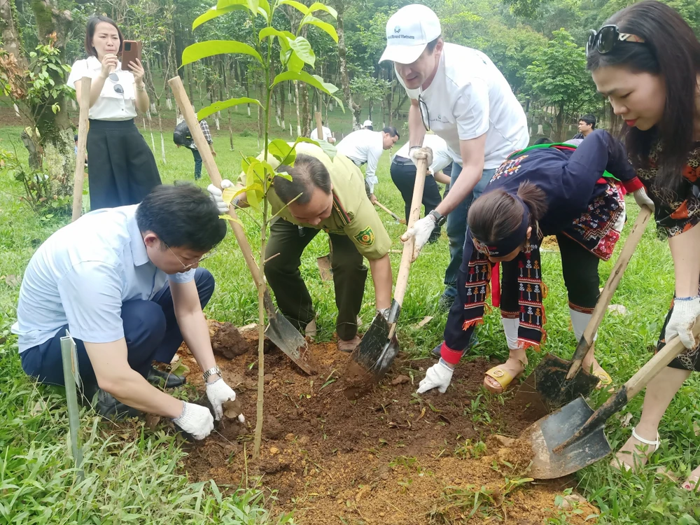 Việt Nam trồng cây để chống sa mạc hóa