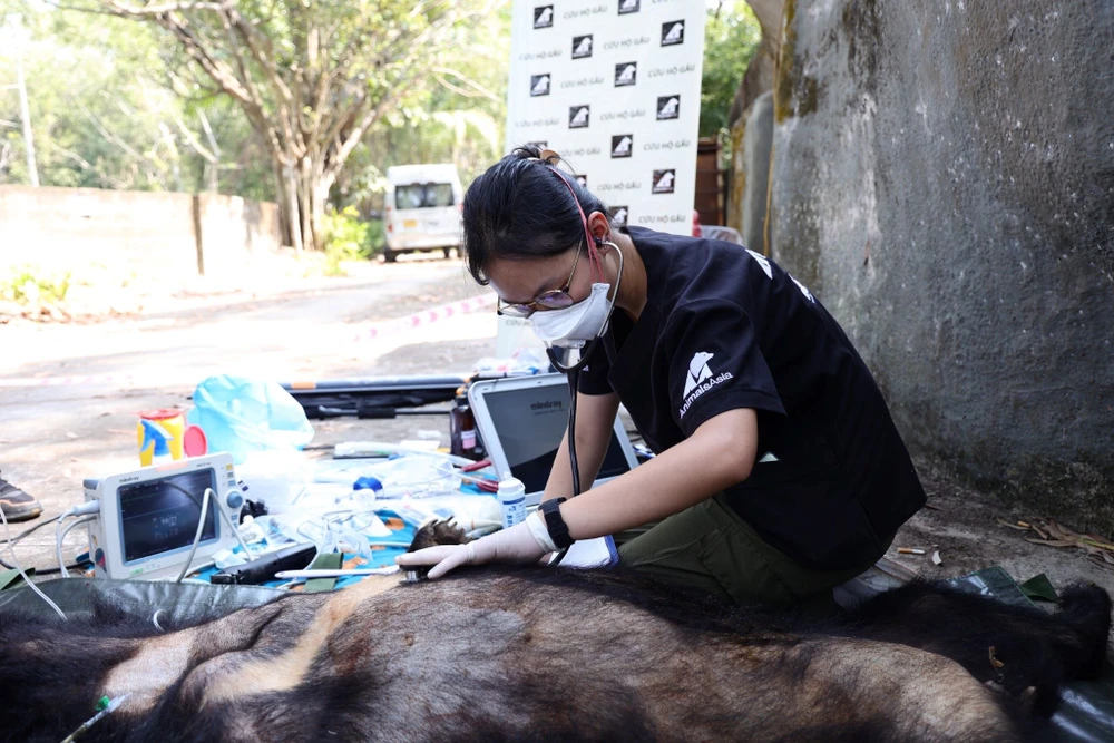 Đưa 3 con gấu ở TPHCM về Thừa Thiên Huế