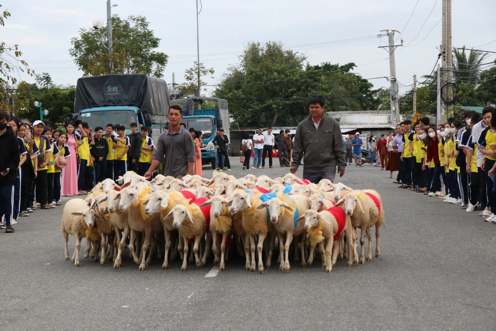 Đàn cừu "xinh đẹp" diễu hành trên phố