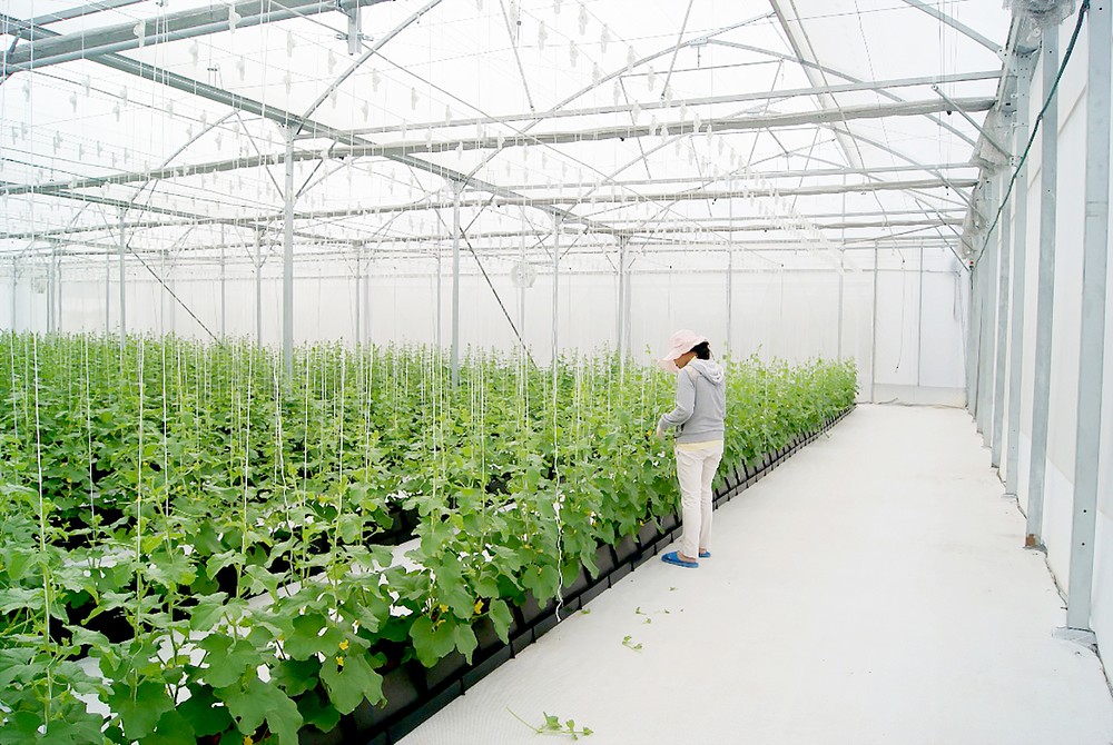Hi-tech farming without soil at Kien Tuong agricultural company (Photo: SGGP)