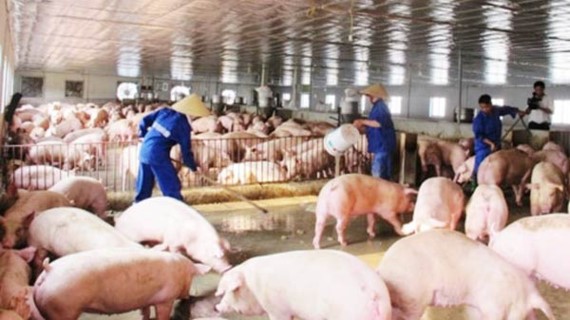 Pig breeders have faced many difficulties because of price fall