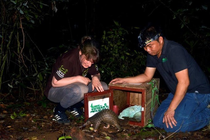 Experts release a pangolin into the wild. Photo courtesy Save Vietnam’s Wildlife