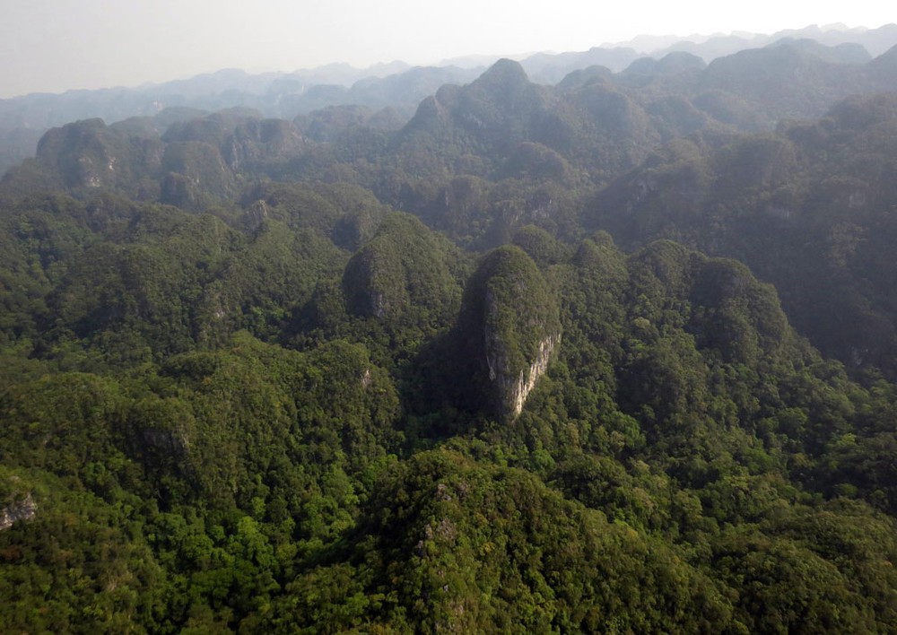  The area where the pure limestone-based coniferous forest grow in Phong Nha-Ke Bang National Park (Photo: SGGP)