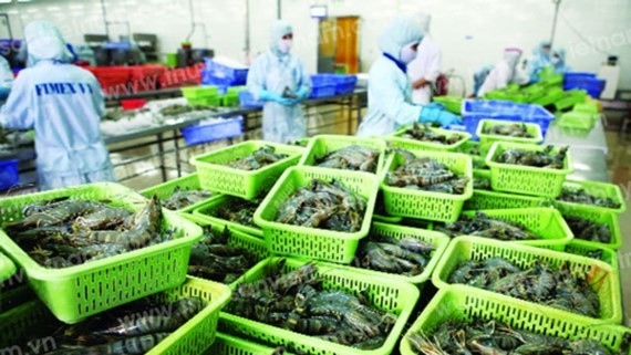 A shrimp processing plant (Photo: SGGP)
