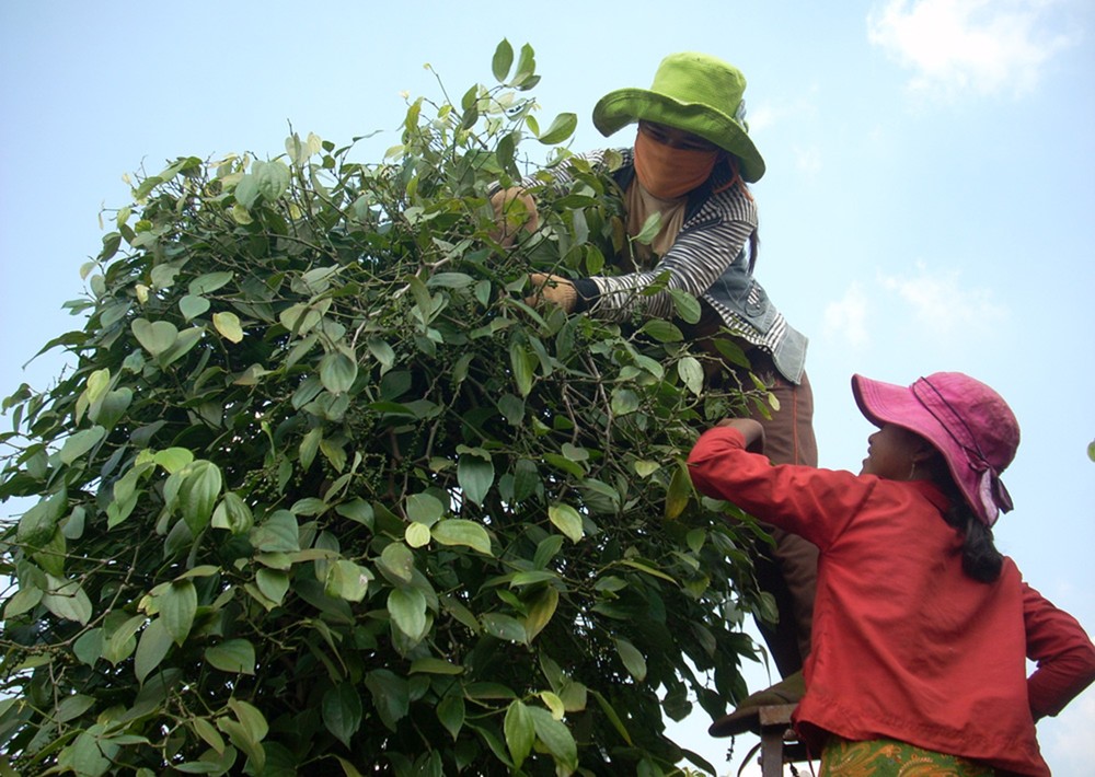 Farmers harvest pepper in the Central Highlands (Photo: SGGP)
