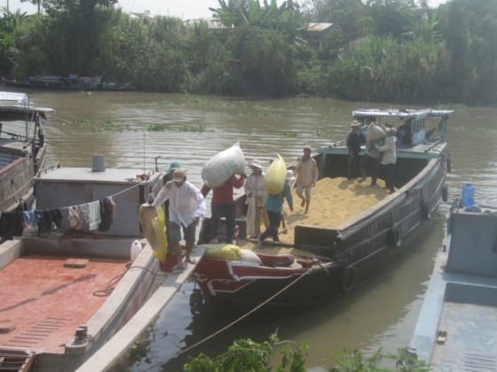 Rice bags transported aboard in the Mekong Delta (Photo: SGGP)