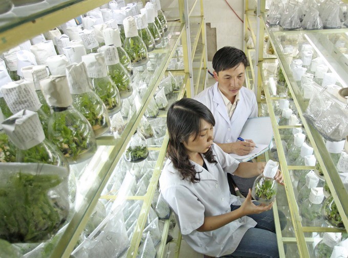 A high-tech nursery in Lam Dong Province. (Photo: VNA/VNS)