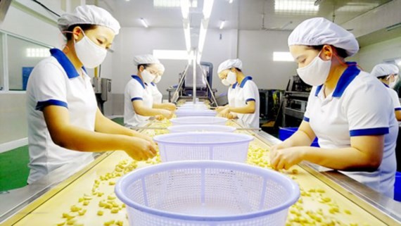 Workers processing cashew nuts for export