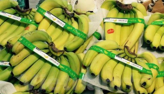 Banana for exports