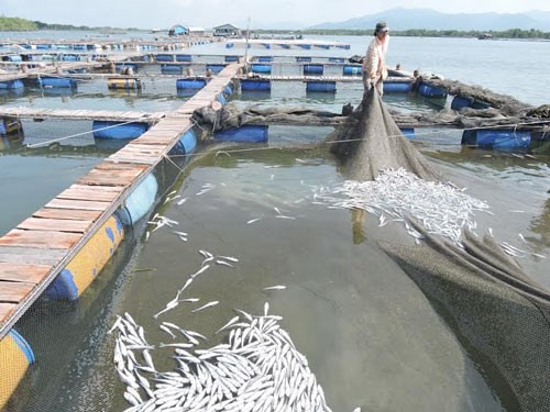  Fish death in the Cha Va river (Photo: SGGP)