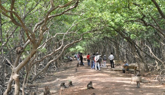 Visitors at Monkey island in Can Gio district