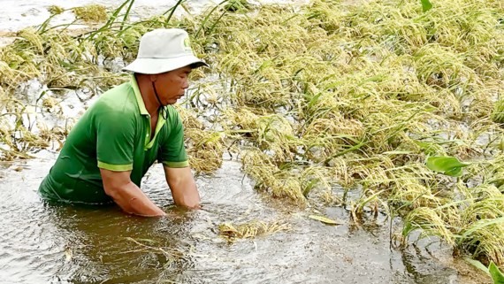 Mr. Ngo Van Hong cuts young rice to avoid surging floodwater in Vinh Dai commune, Vinh Hung district, Long An province (Photo: SGGP)