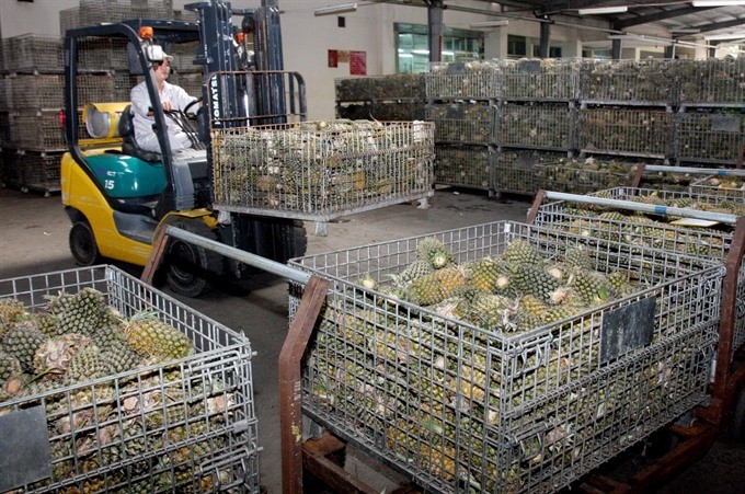 Fresh pineapples are stocked at the Tien Giang Vegetables and Fruits Joint-Stock Company in the southern province of Tien Giang. (Photo: VNA/VNS)
