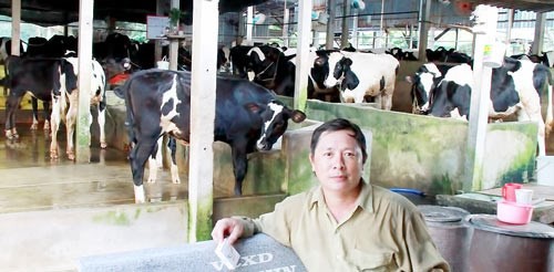 A dairy cow farm in Cu Chi district, HCMC (Photo: SGGP)