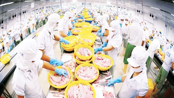 Workers processing pangasius fish for export (Photo: SGGP)