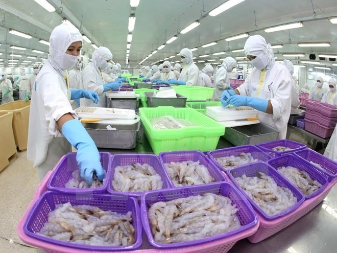 ​ Vietnamese shrimp producers need to build detailed strategies for every market. Specifically, it’s necessary to pay attention to the trends and habits of consumers in order to issue specific plans to develop business effectively. (Photo: VNS)