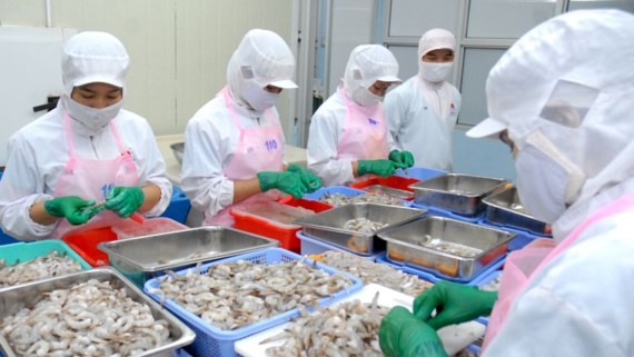 Workers processing shrimp for export at Hai Thanh Company (Photo: SGGP)