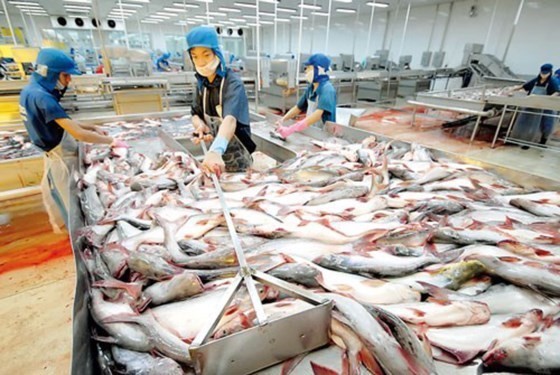 A Pangasius fish processing plant in the Mekong Delta (Photo: SGGP)