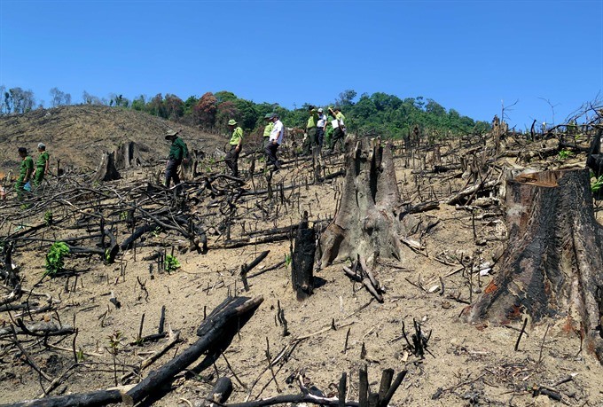 About 43 hectares of natural forest have been destroyed in An Lao District in the central province of Binh Dinh in the past few months. (Photo: VNA/VNS)