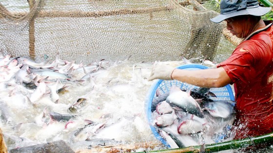 A farmer harvests pangasius fish in the Mekong Delta (Photo: SGGP)