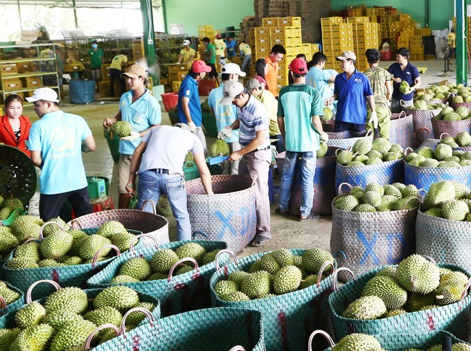 Durian ready for export in Tien Giang Province. (Photo: VNA/VNS)