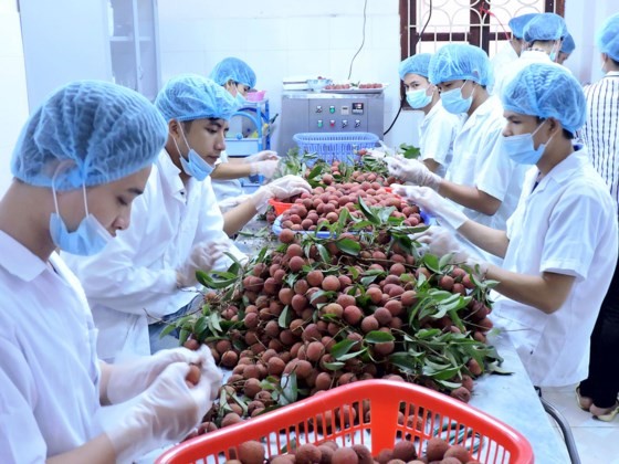 Litchi fruit, a specialty of the northern province of Bac Giang, is being irradiated in Hanoi to export to Australia (Photo: SGGP)