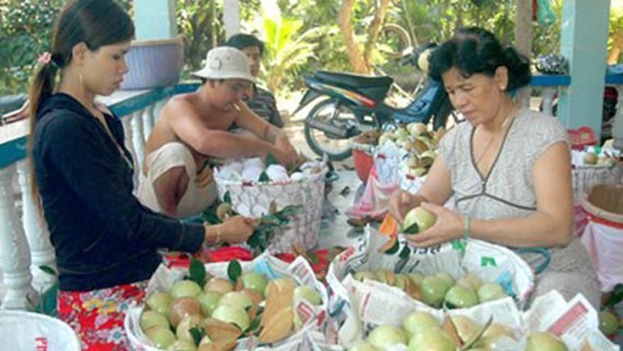 Farmers harvest star apple in the Mekong Delta