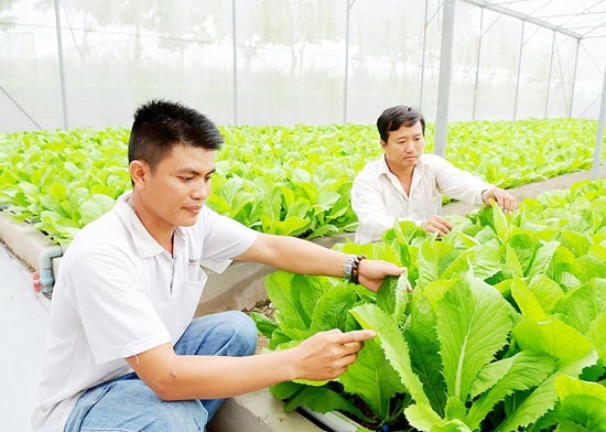 Vegetable production at Saigon Hi-Tech Park (Photo: SGGP)