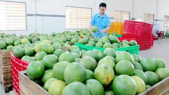 Green peel pomelo has been favorite export item (Photo: SGGP)